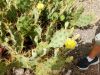 teneriffa-teide-2016-41
