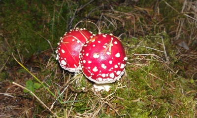 Pilze