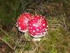 Pilze