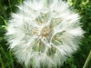 Blume