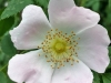Blume